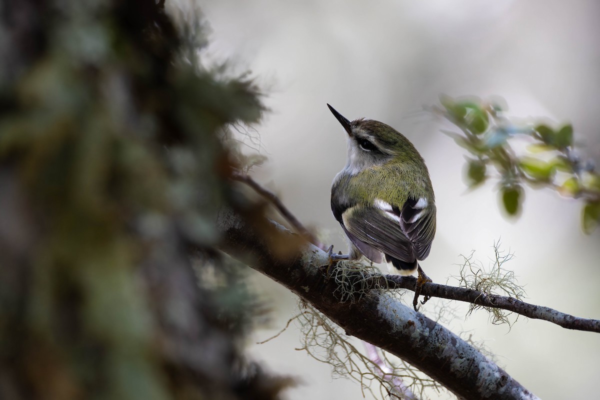 Rifleman - ML644449681