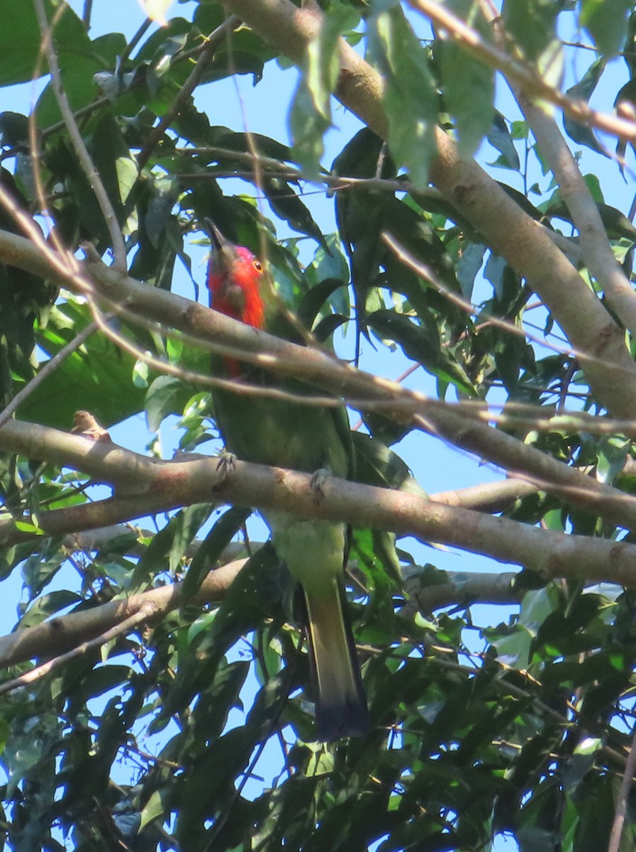 rødskjeggbieter - ML644449684