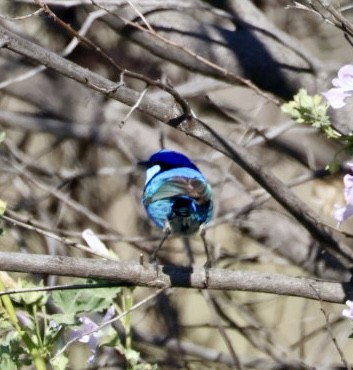 Splendid Fairywren - ML644449687