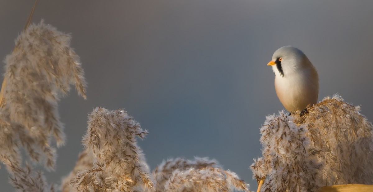 ヒゲガラ - ML644449689