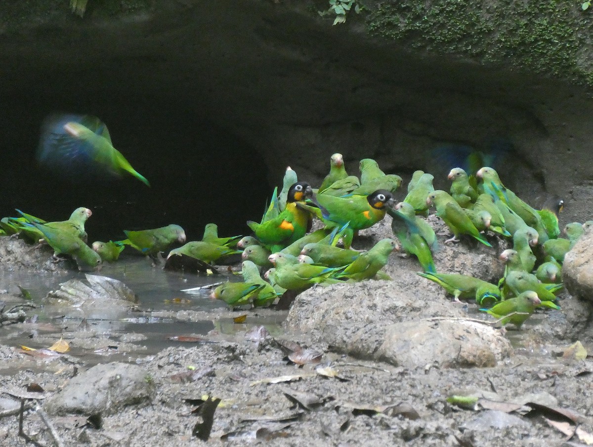 oransjekinnpapegøye - ML644449693