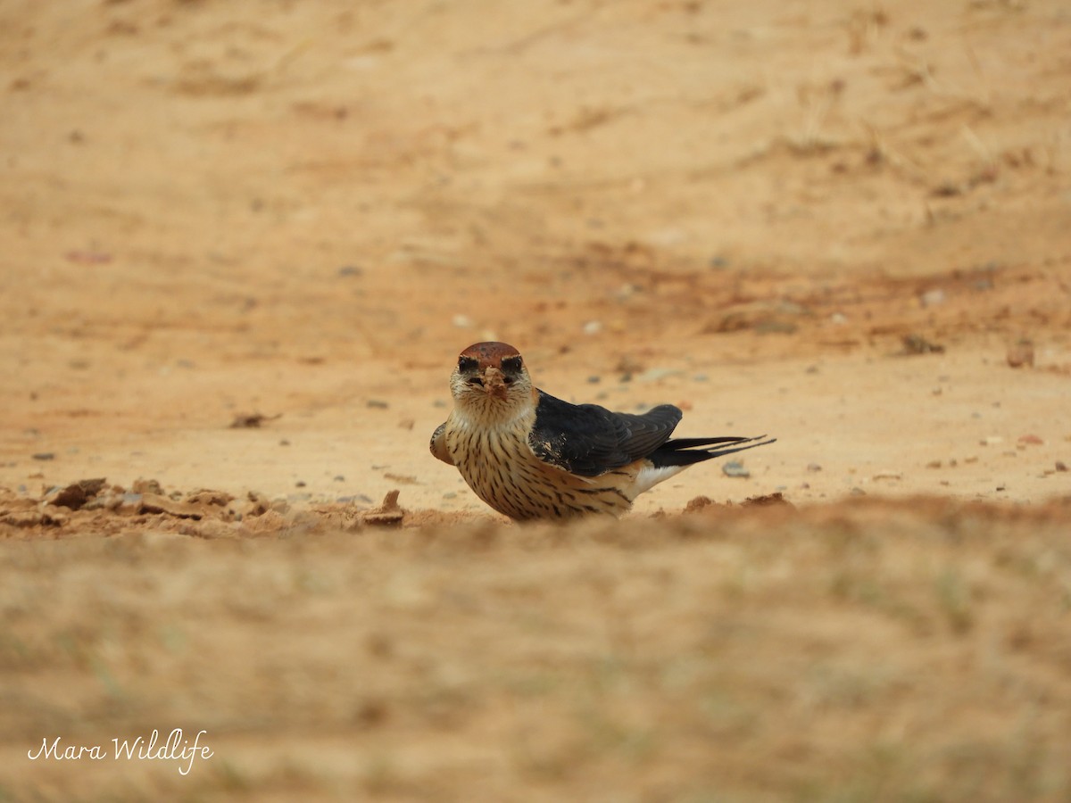 Капская ласточка - ML644449702