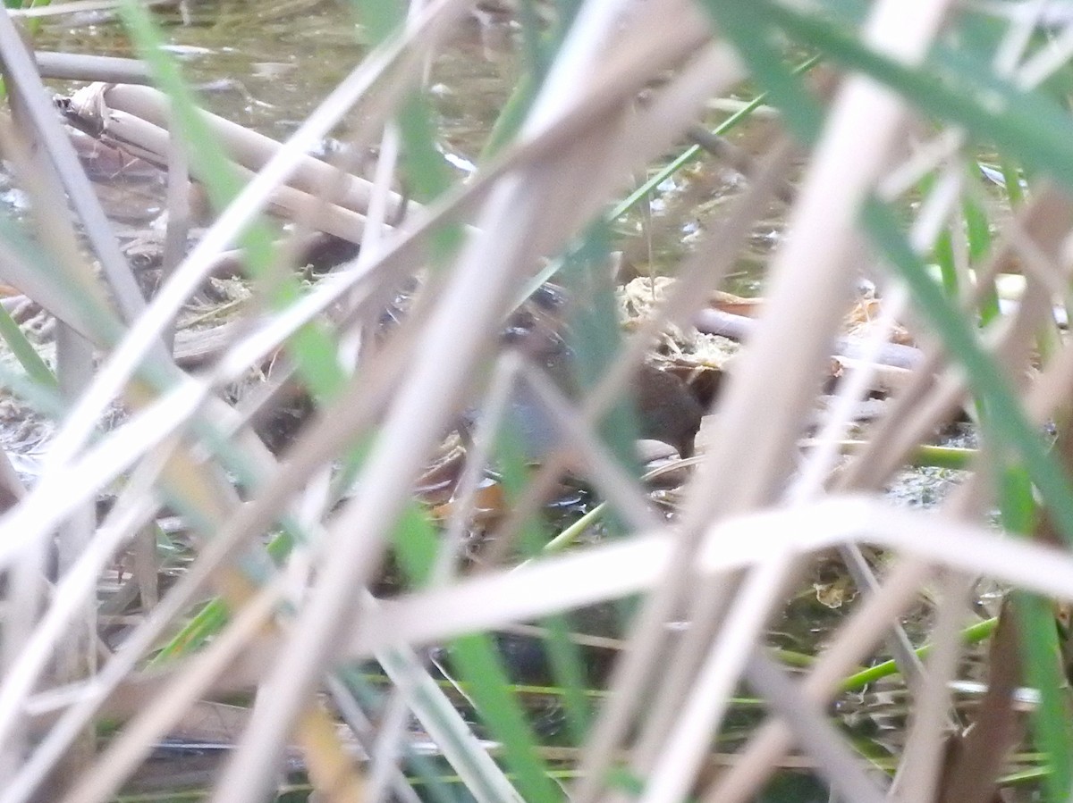 Baillon's Crake - ML644449703