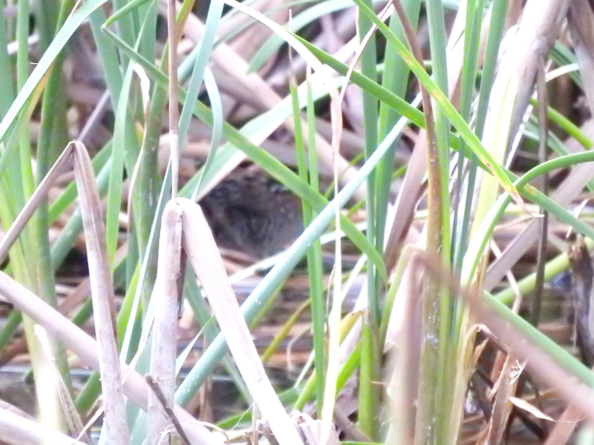 Baillon's Crake - ML644449704