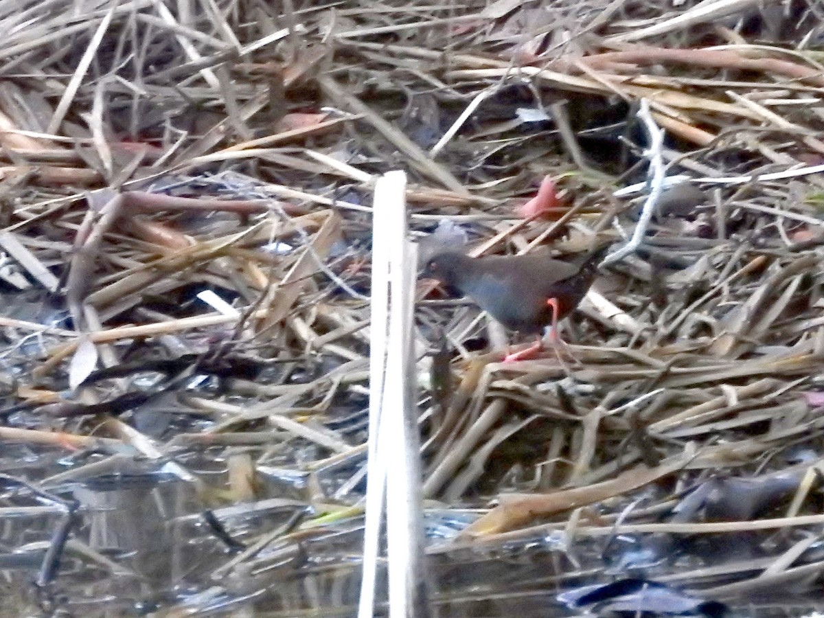 Spotless Crake - ML644449711