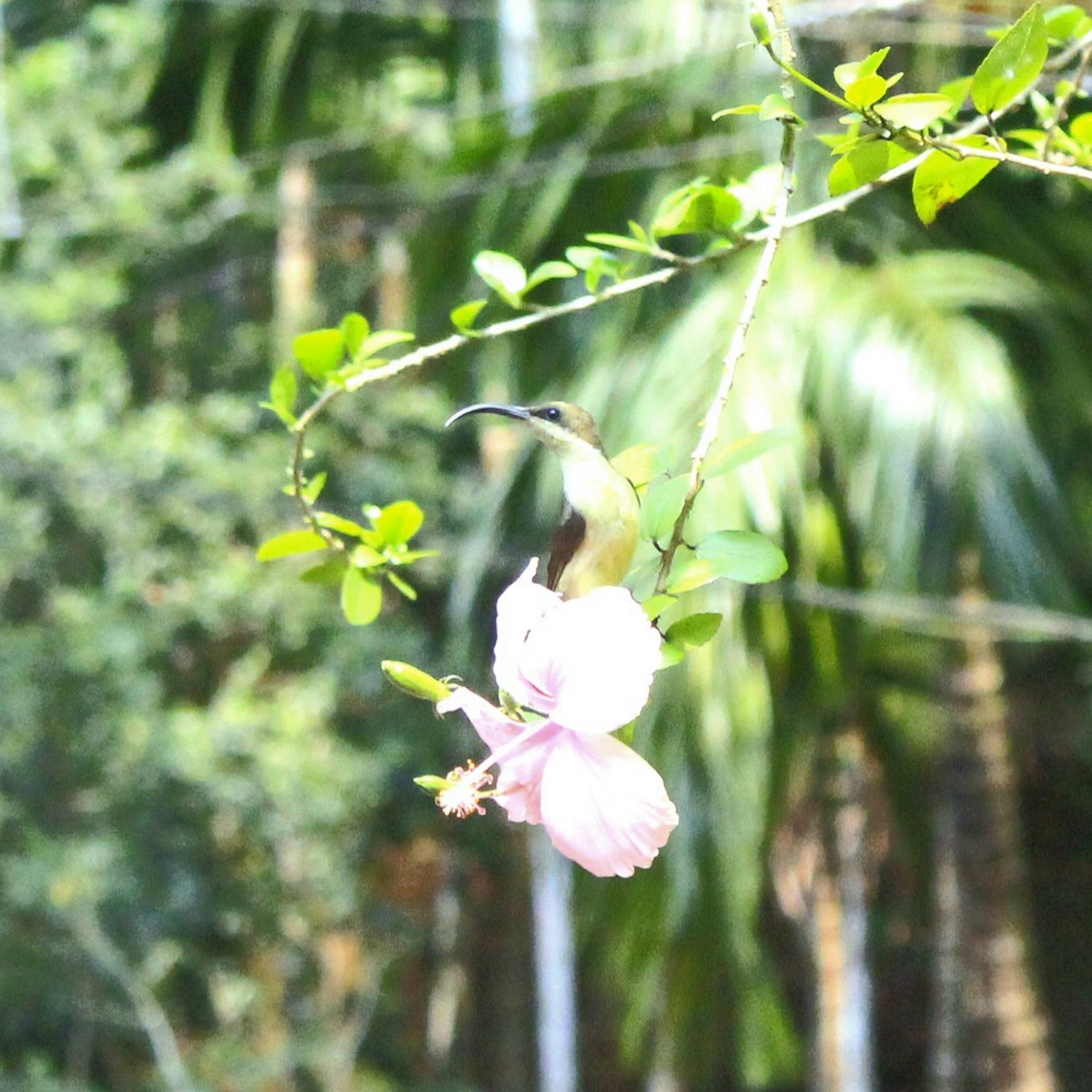 Loten's Sunbird - ML644449721