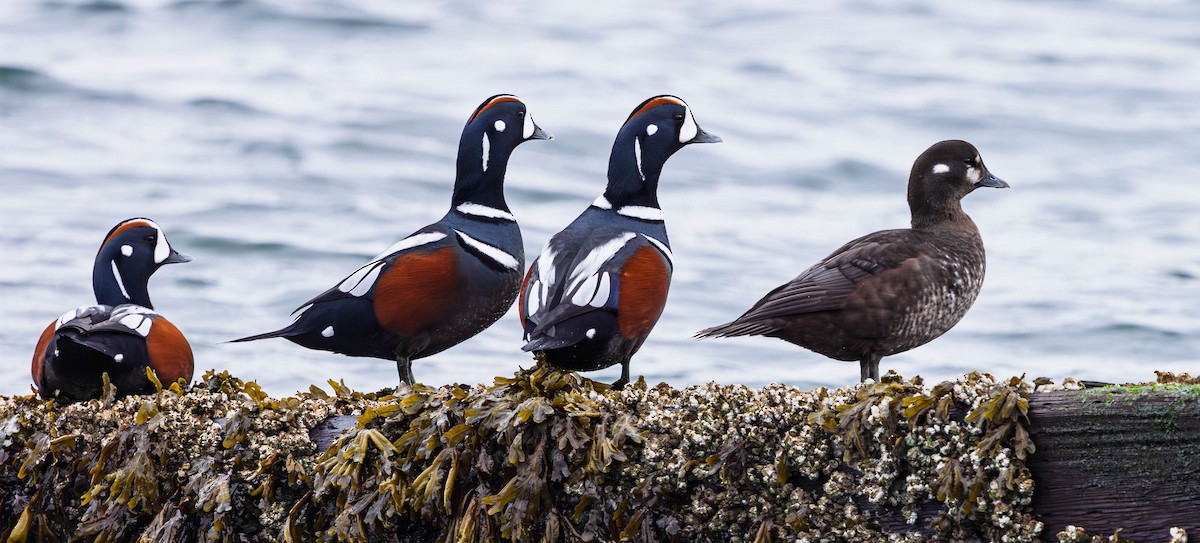 Harlequin Duck - ML644449729