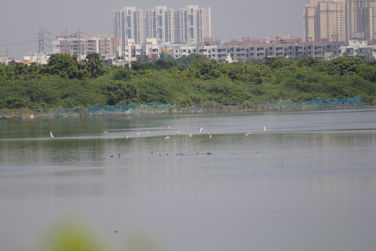 Цагаан шанаат хараалай - ML644449733