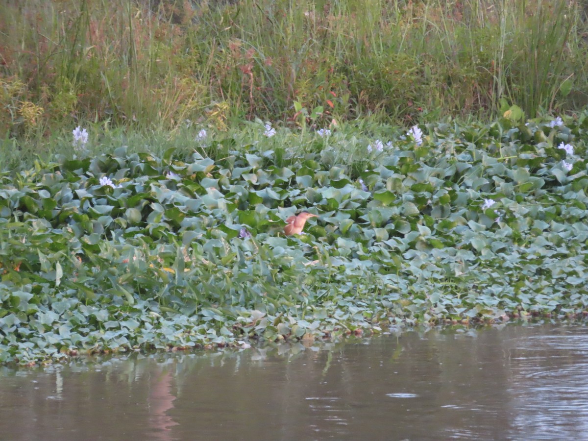 Blongios de Chine - ML644449736