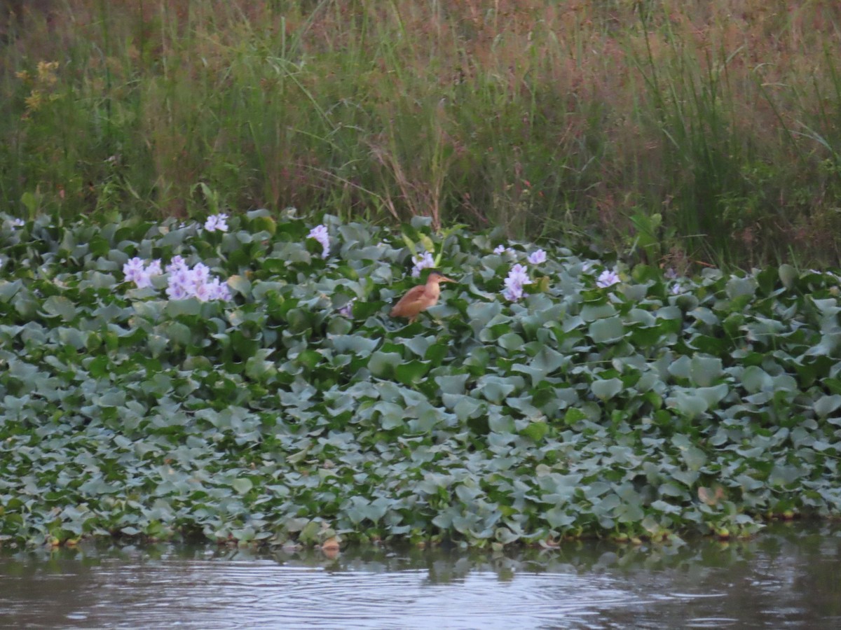 Blongios de Chine - ML644449741