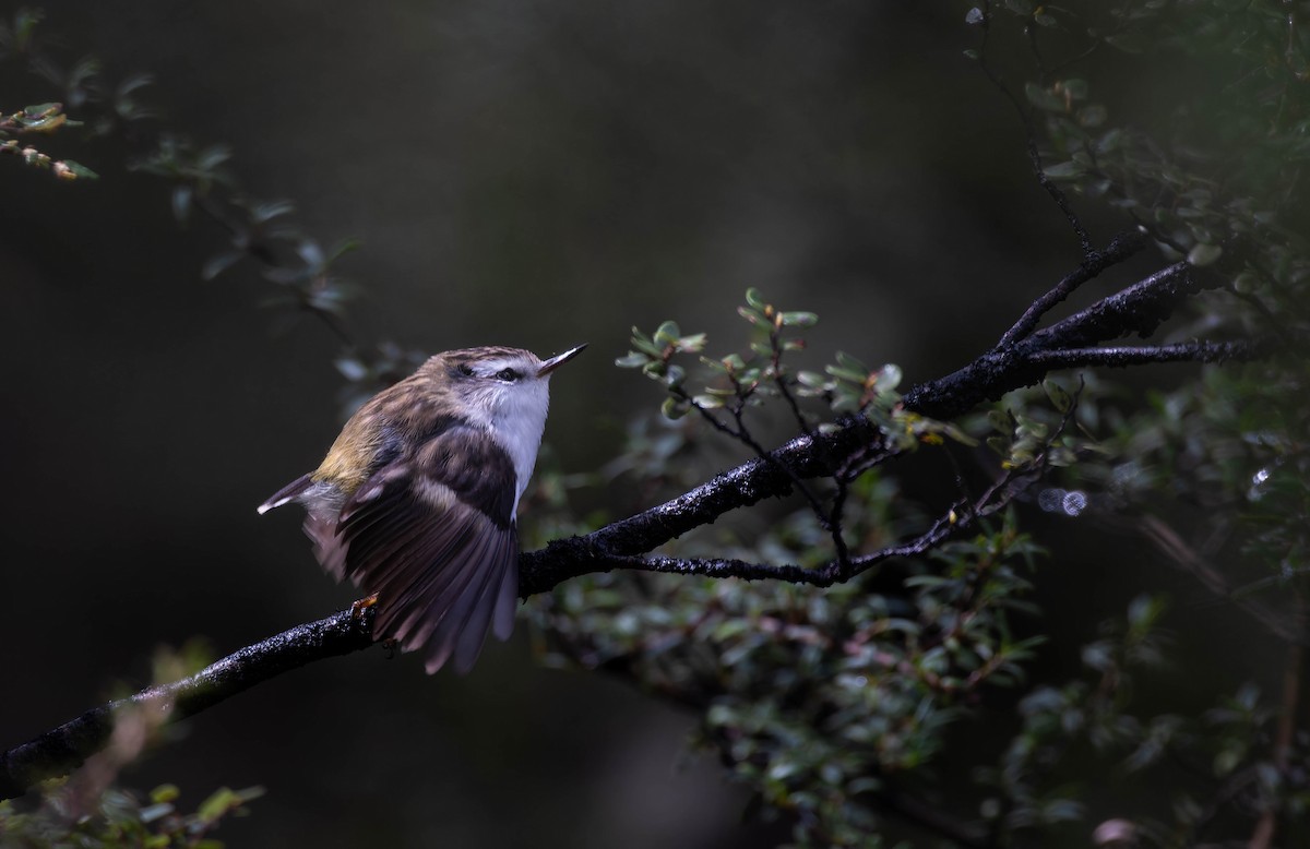 Rifleman - ML644449742