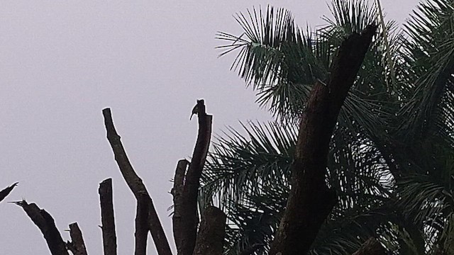 Lineated Barbet - ML644449743