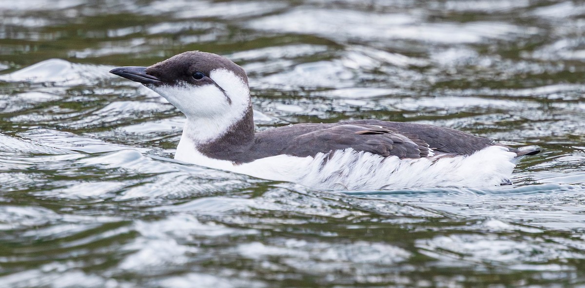 Кайра тонкодзьоба - ML644449751