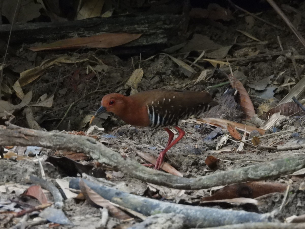 Red-legged Crake - ML644449756