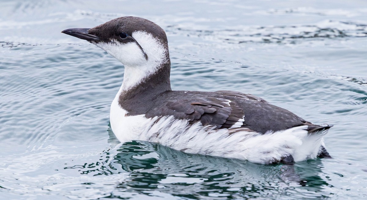 Кайра тонкодзьоба - ML644449757