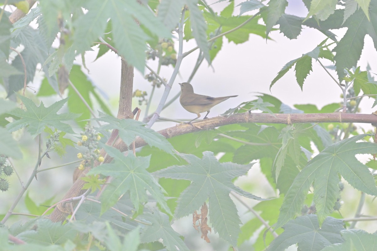 ヤブヨシキリ - ML644449774