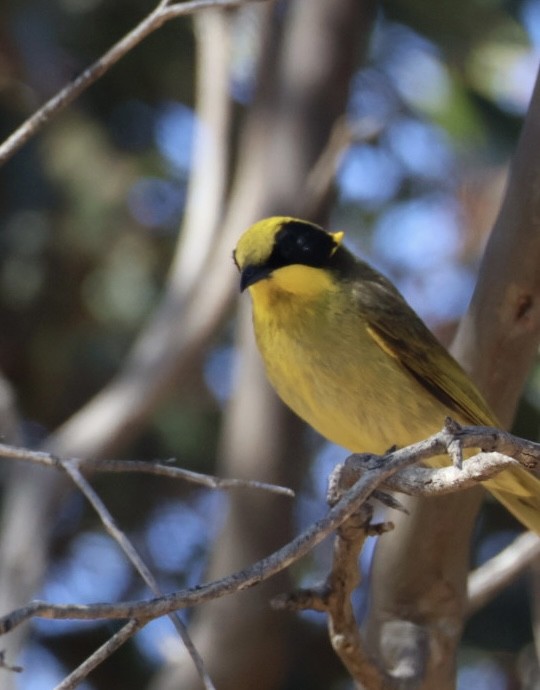 キムネミツスイ - ML644449775