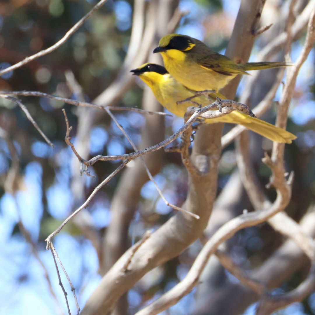 キムネミツスイ - ML644449776