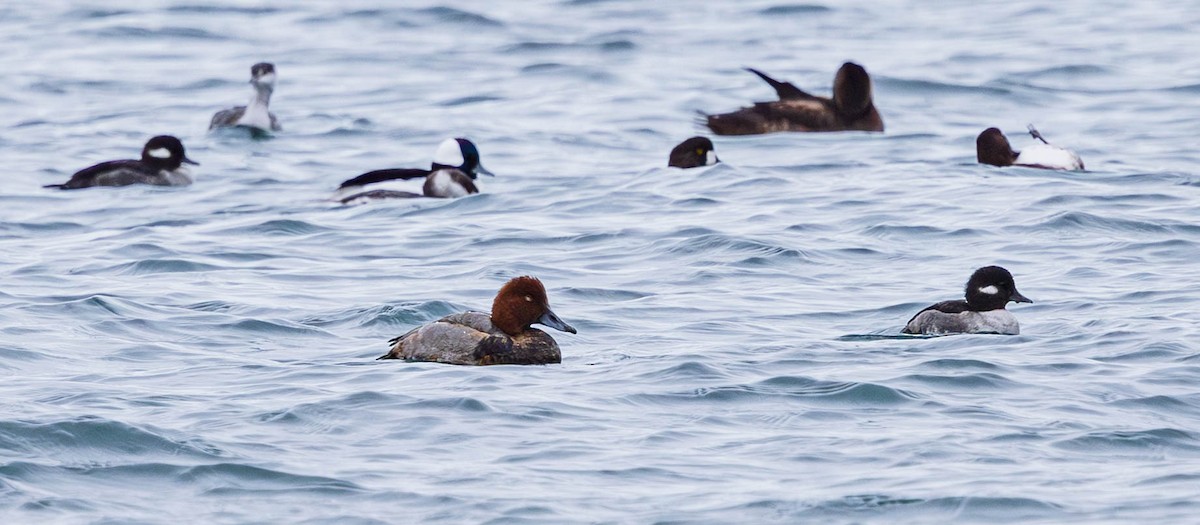 Redhead - ML644449777