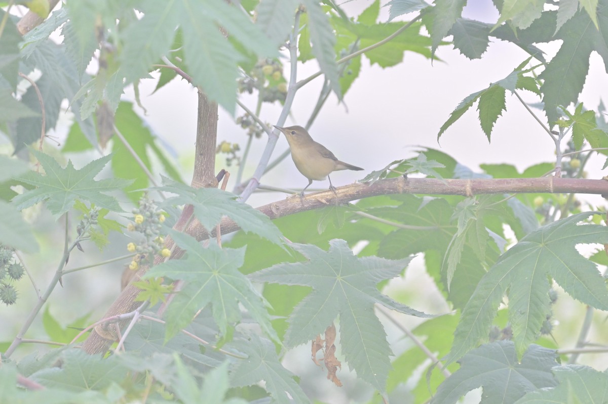 ヤブヨシキリ - ML644449783