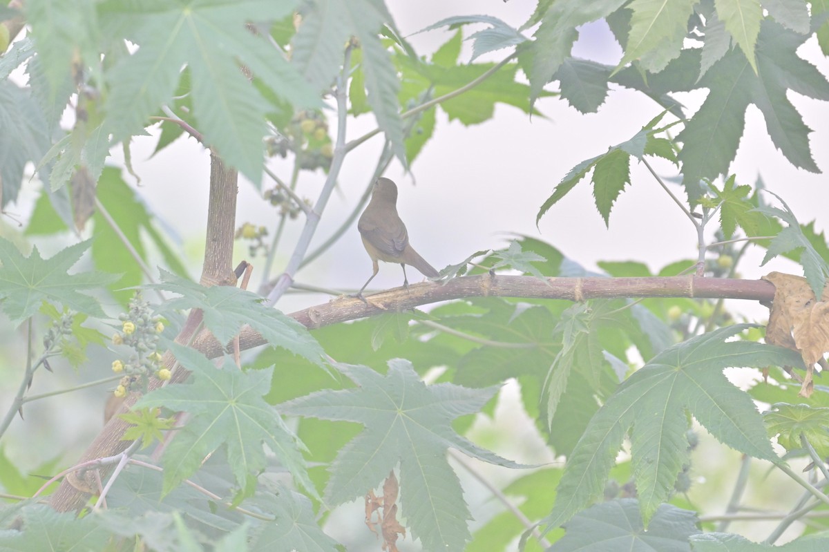 ヤブヨシキリ - ML644449785