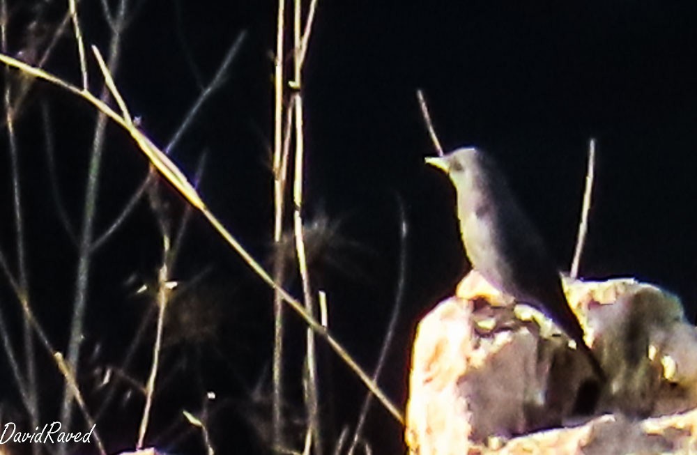 Blue Rock-Thrush - ML644449789