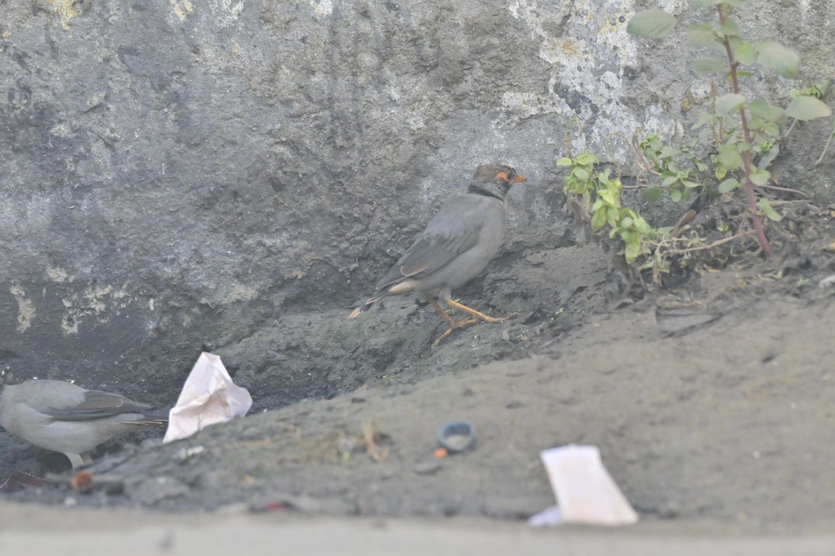 ハイイロハッカ - ML644449793