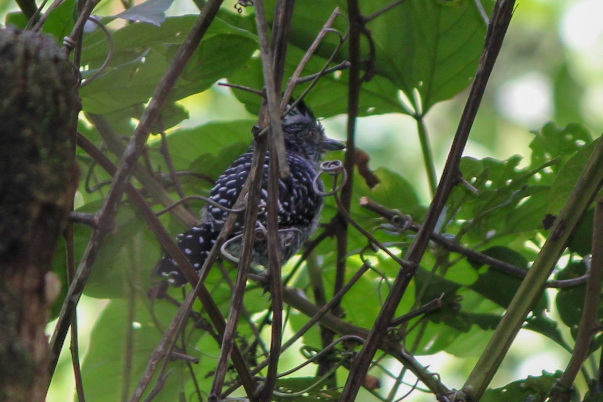Barred Antshrike - ML644449796