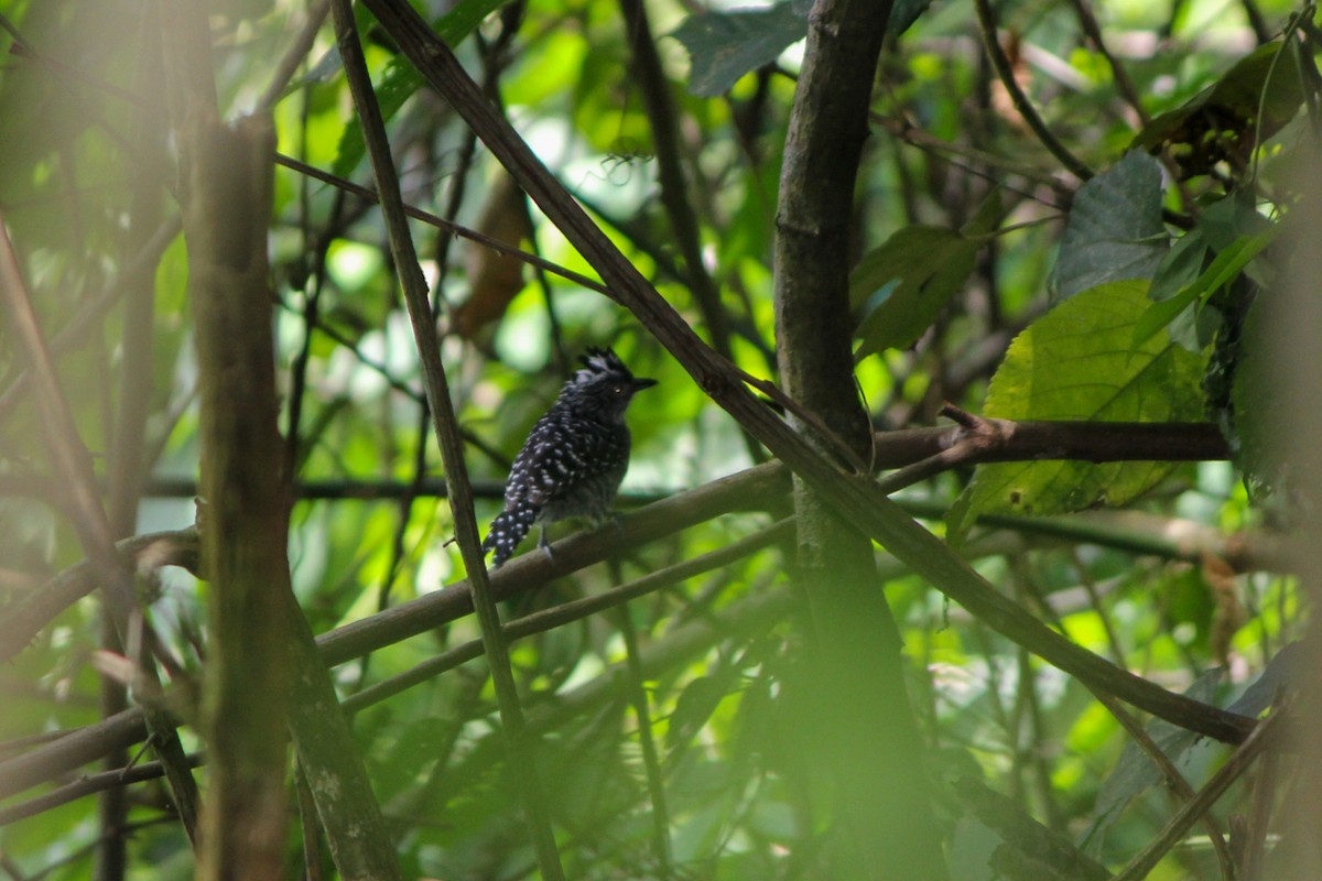 Barred Antshrike - ML644449797