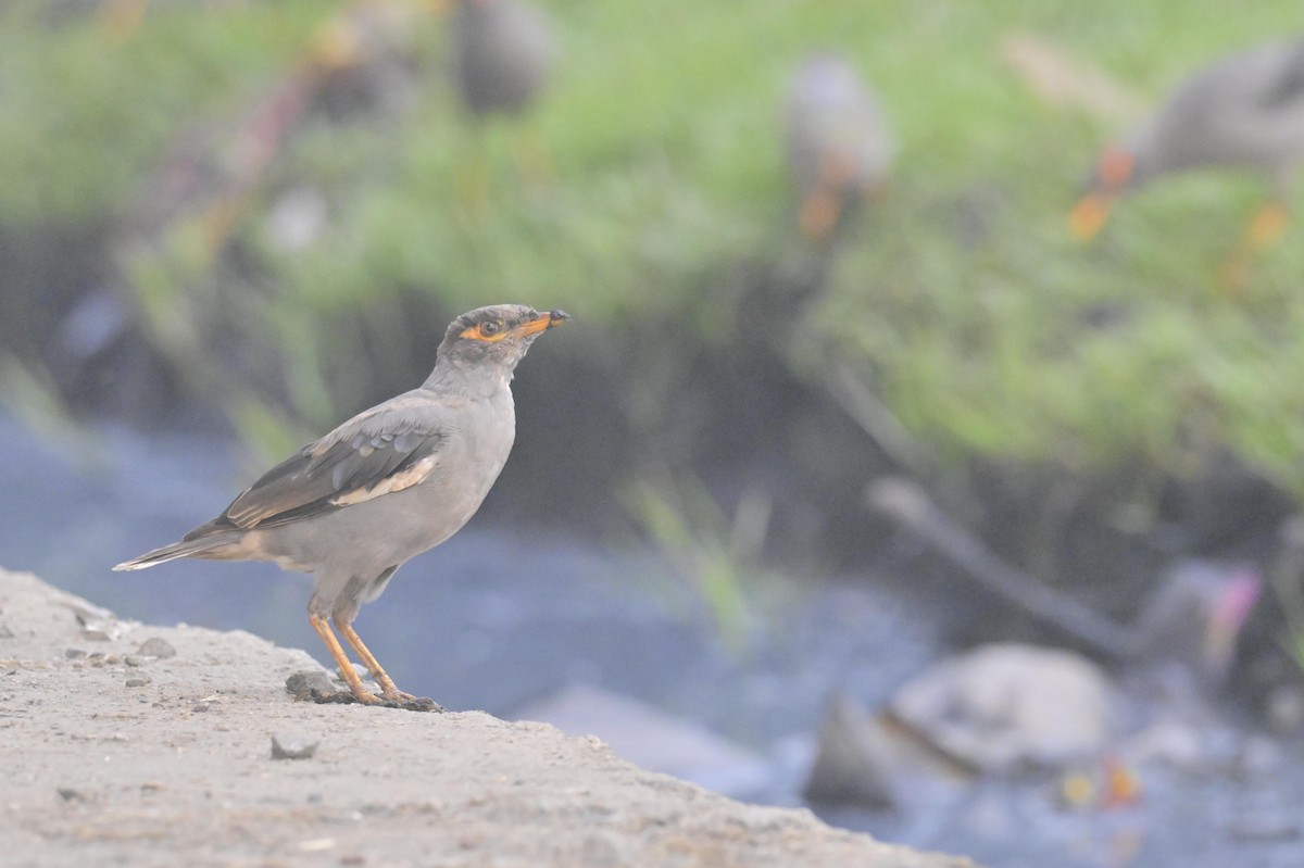 ハイイロハッカ - ML644449799