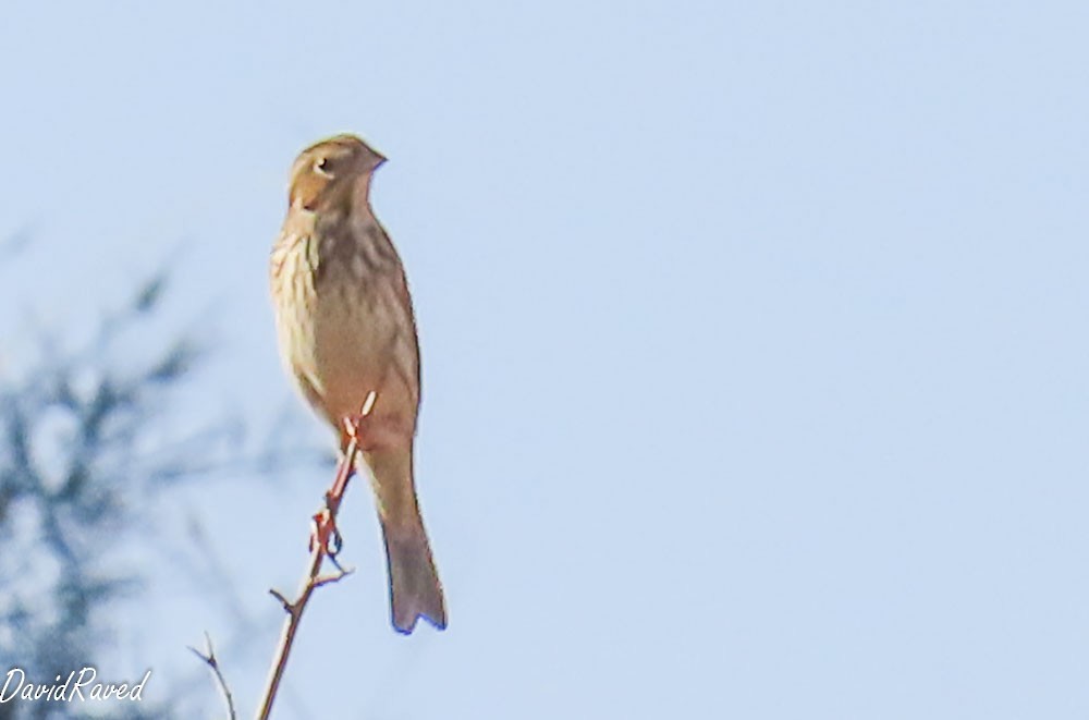 Corn Bunting - ML644449801