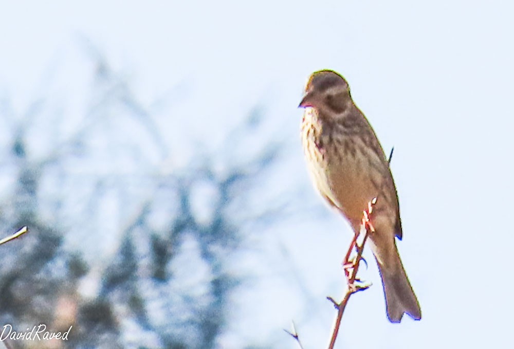 Corn Bunting - ML644449805