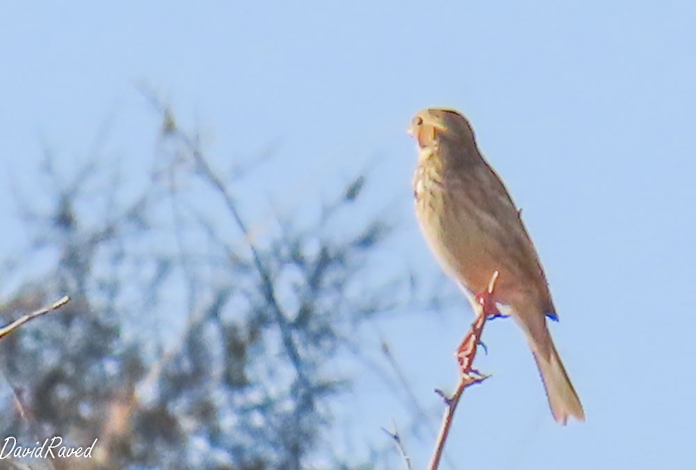 Corn Bunting - ML644449806