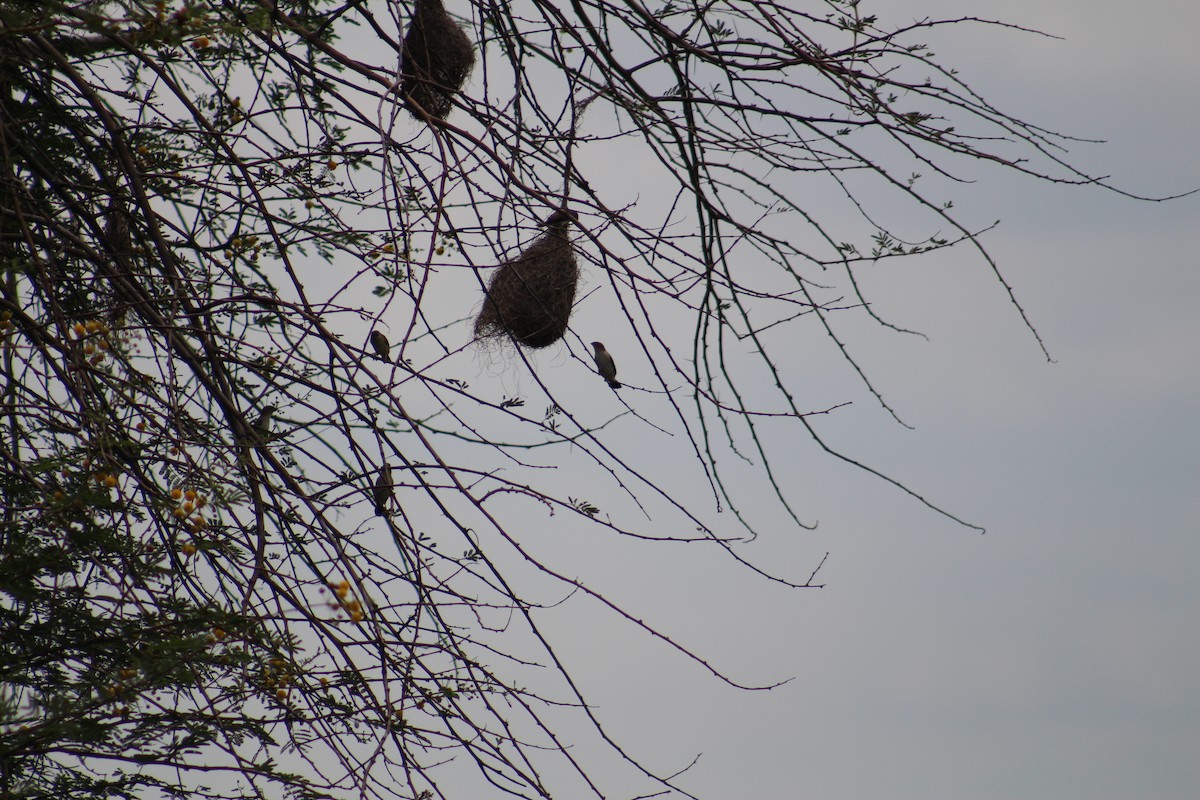 Indian Silverbill - ML644449812