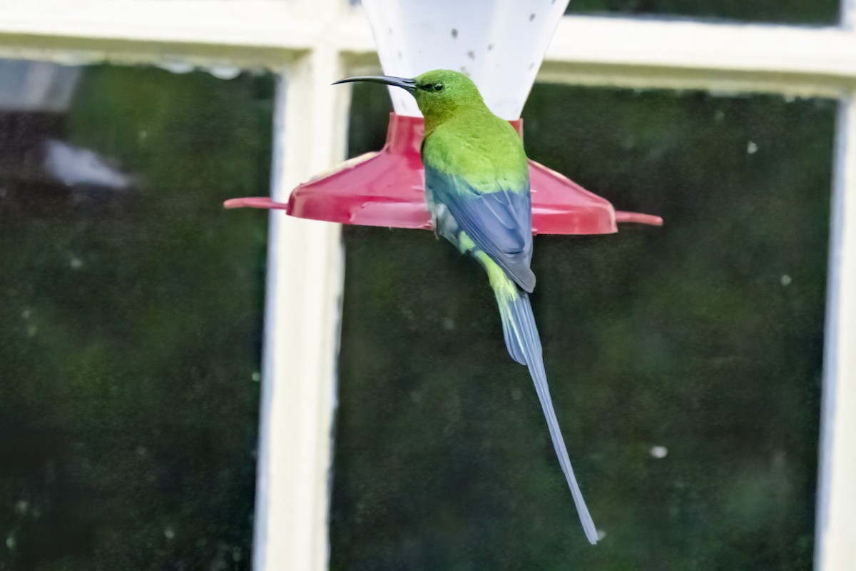 Malachite Sunbird - ML644449815