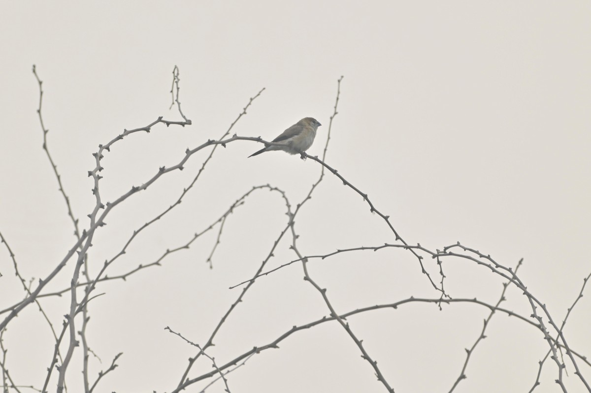 Indian Silverbill - ML644449820