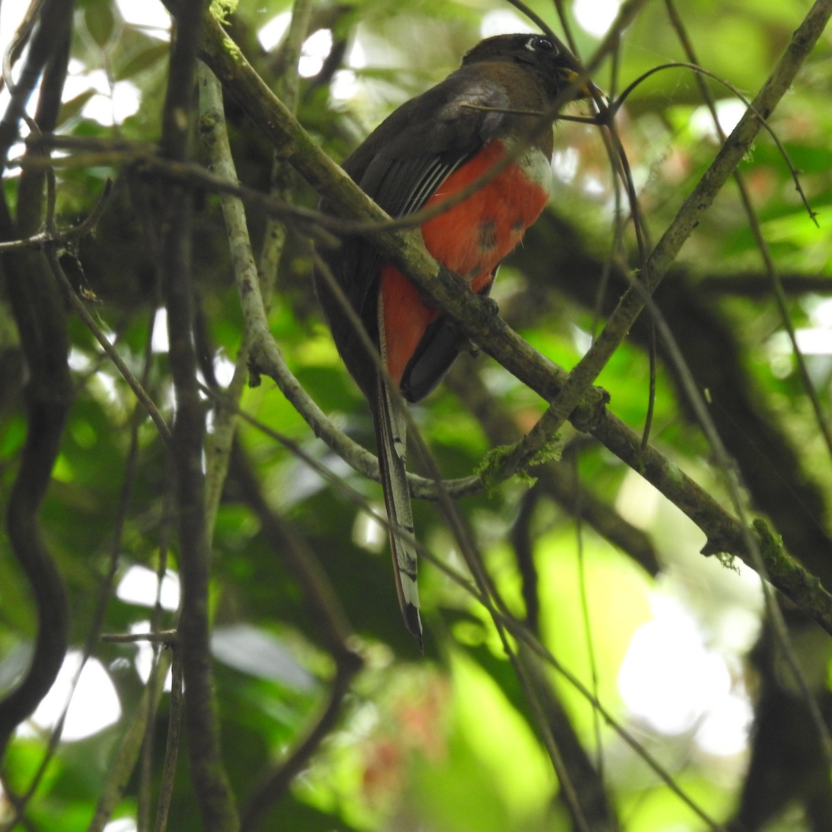Trogon masqué - ML644449825