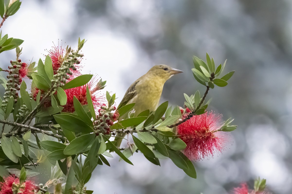 Cape Weaver - ML644449827