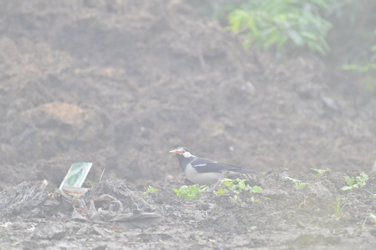 Indian Pied Starling - ML644449833