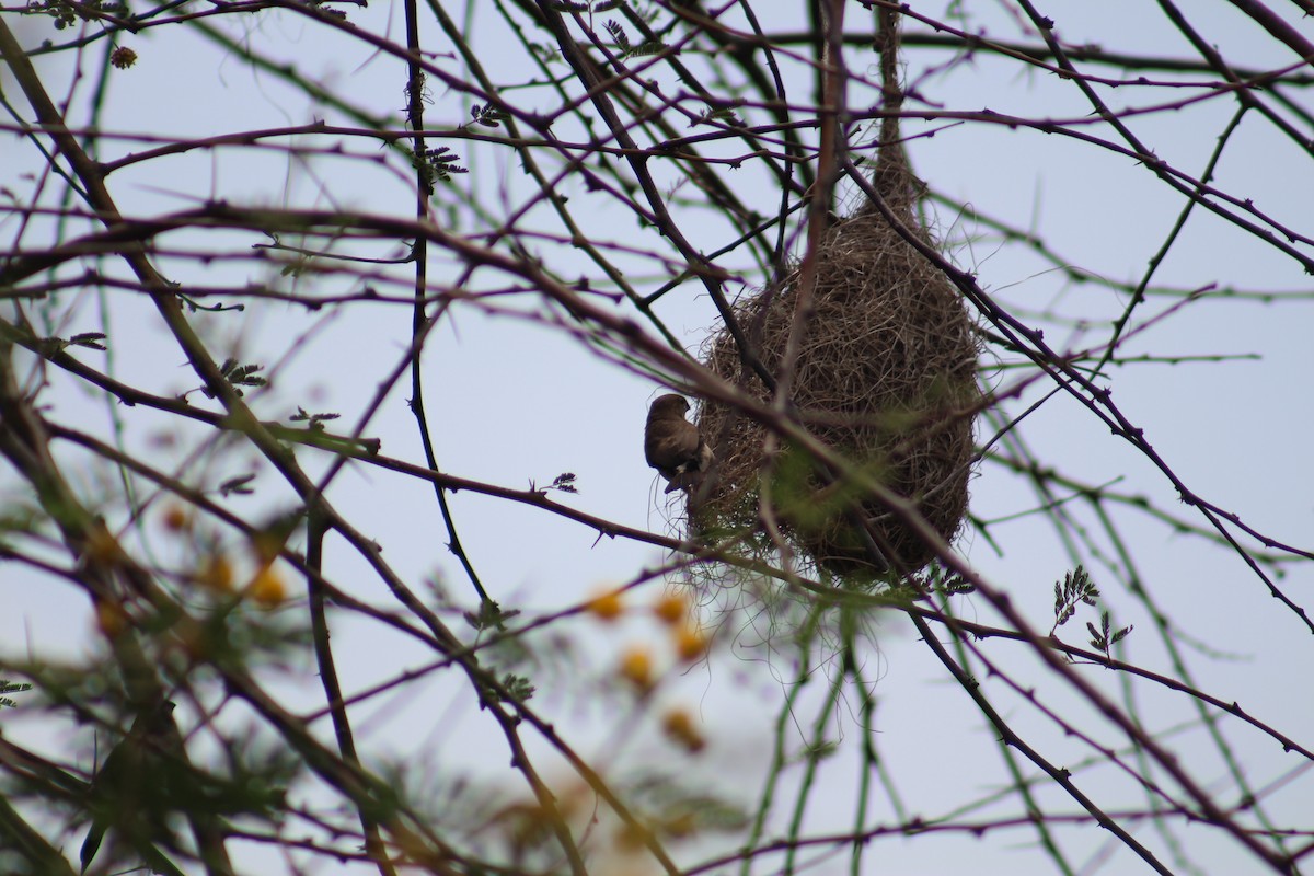 Indian Silverbill - ML644449836