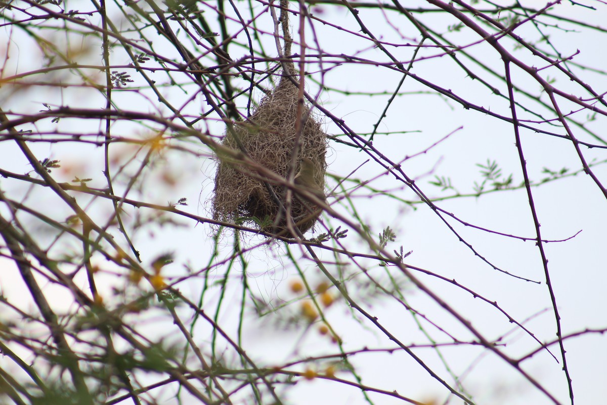 Indian Silverbill - ML644449837