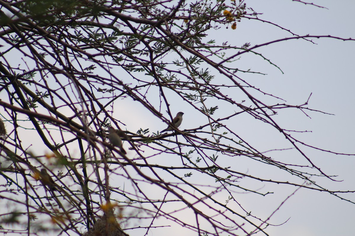 Indian Silverbill - ML644449838