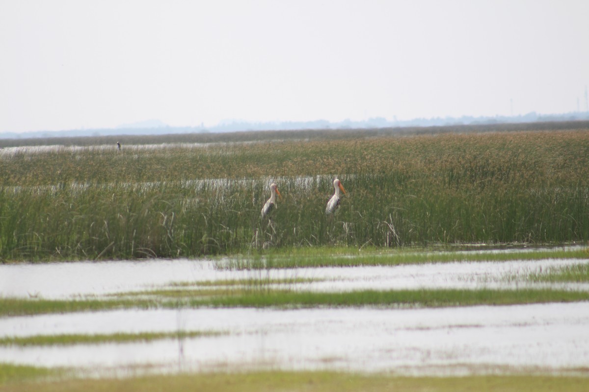 Painted Stork - ML644449844