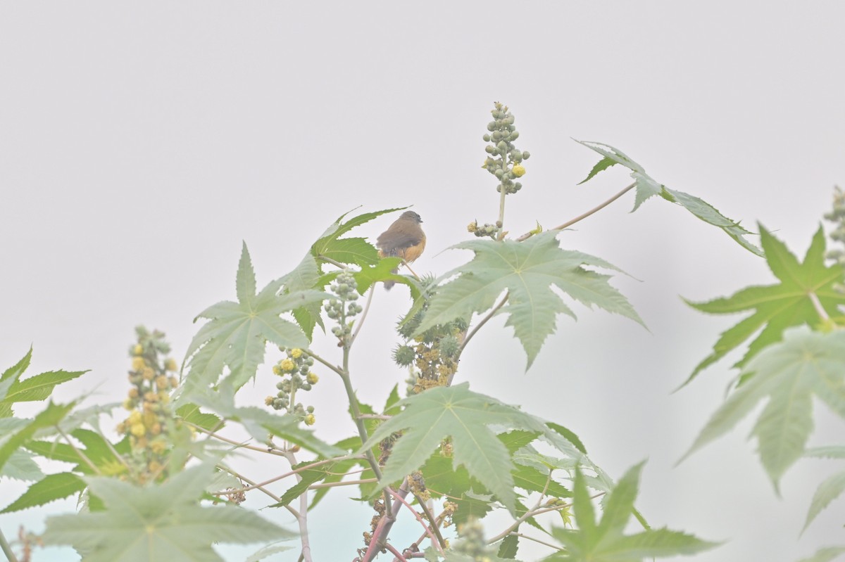 Ashy Prinia - ML644449849