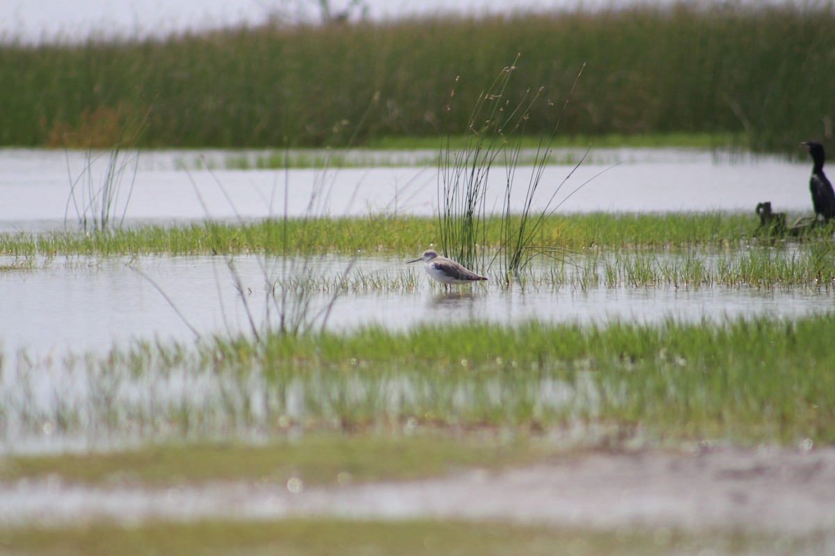 Common Greenshank - ML644449853