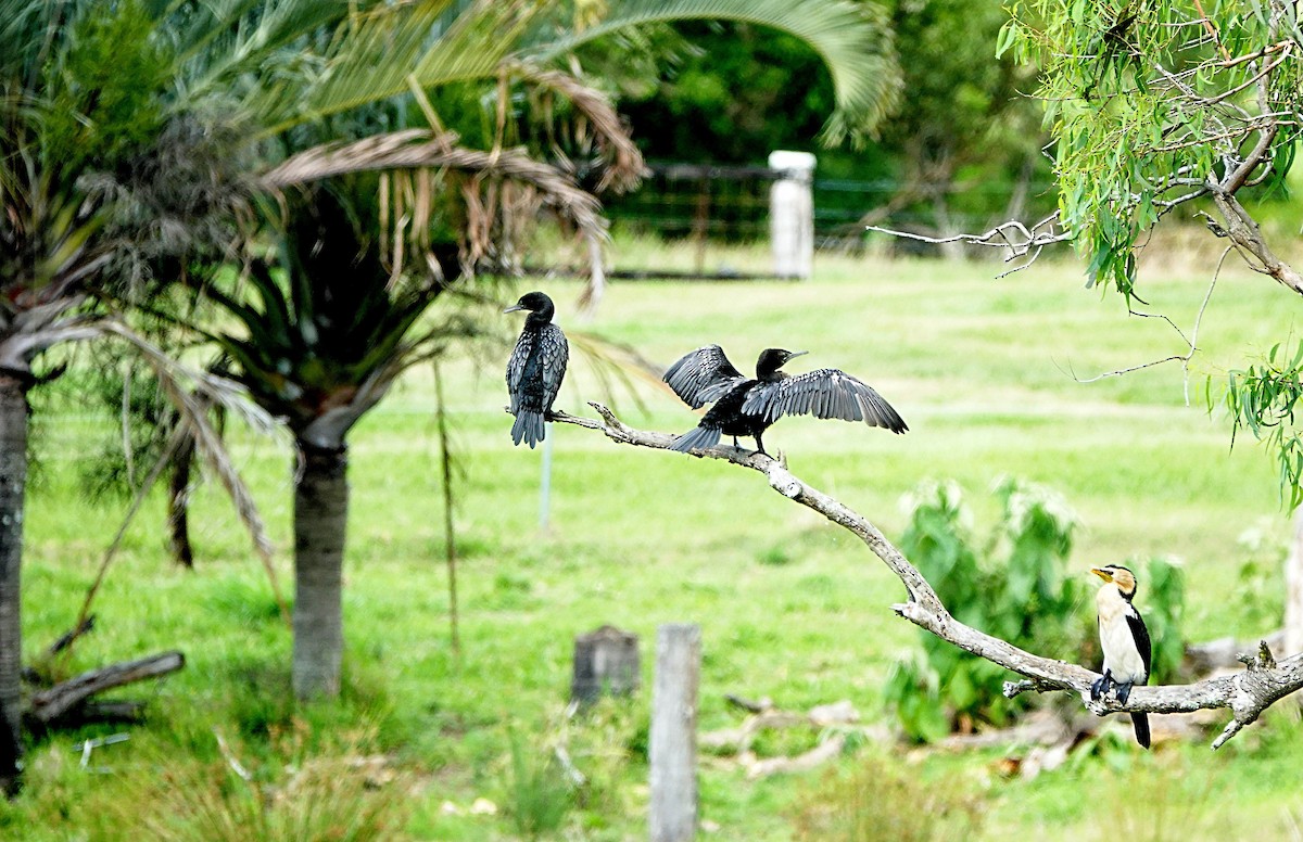 lagfiskeskarv - ML644449855