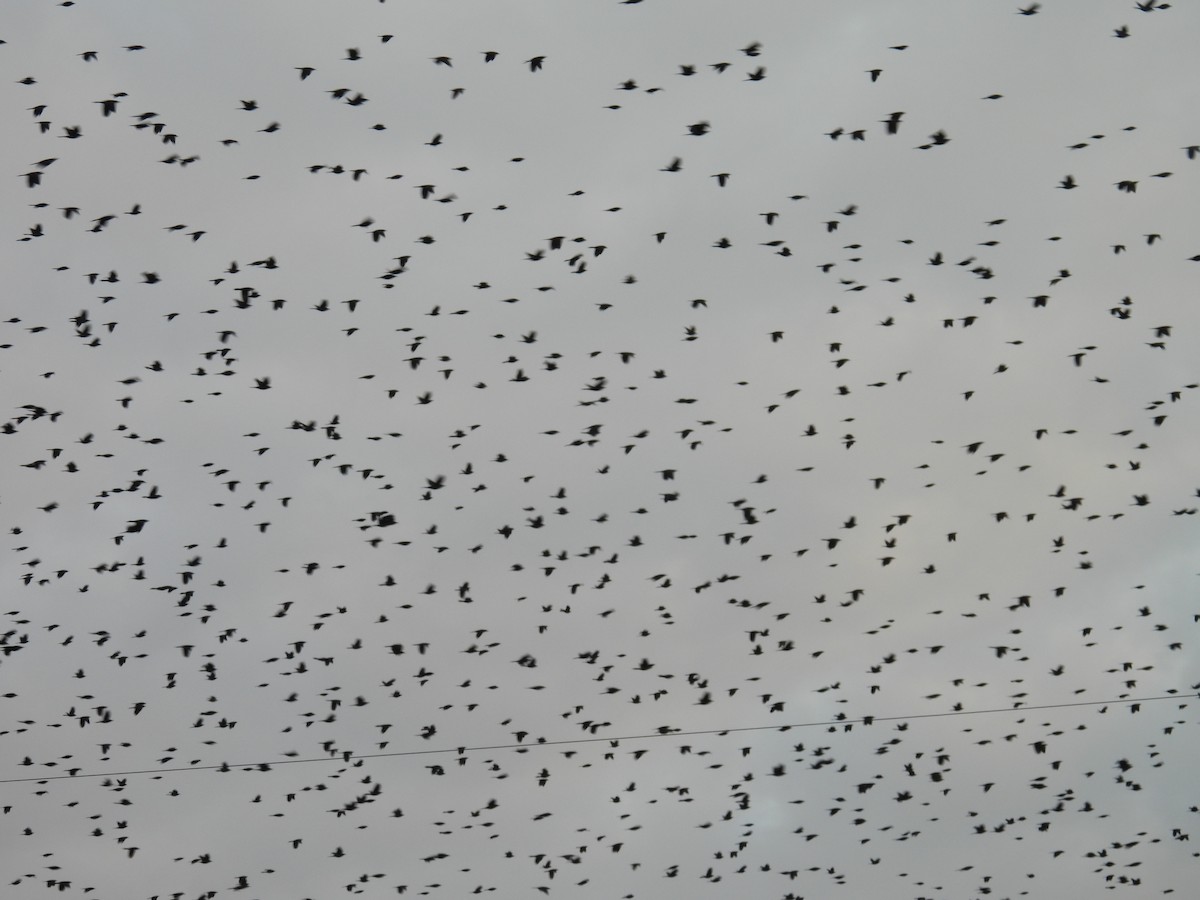 Icteridae sp. - ML644449858