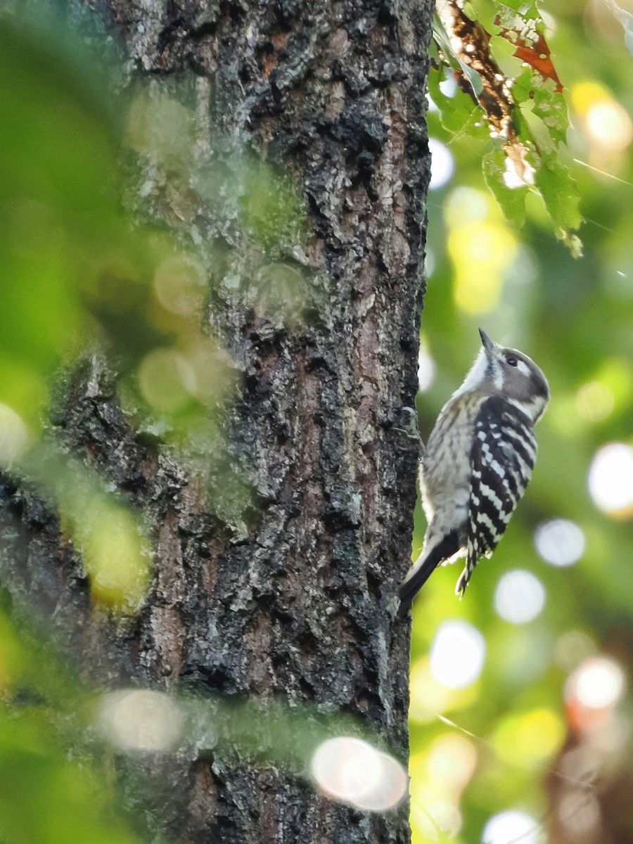 Japanese Pygmy Woodpecker - ML644449859