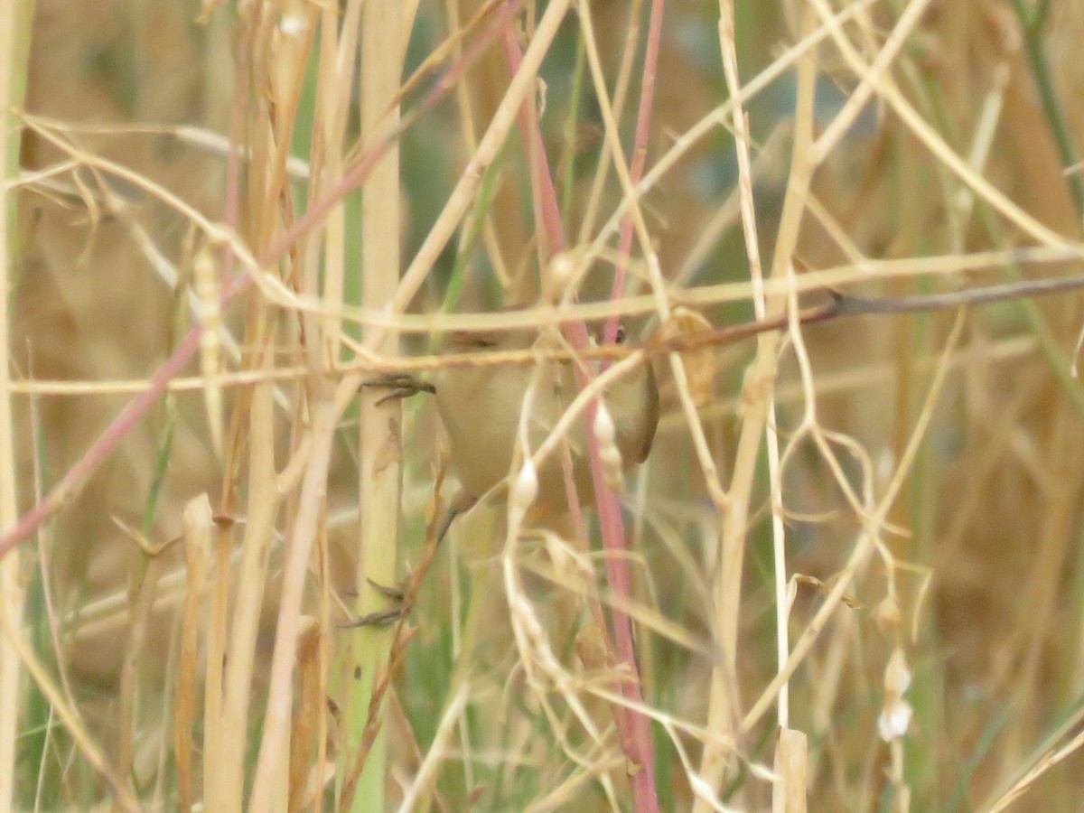 Rousserolle effarvatte - ML644449860