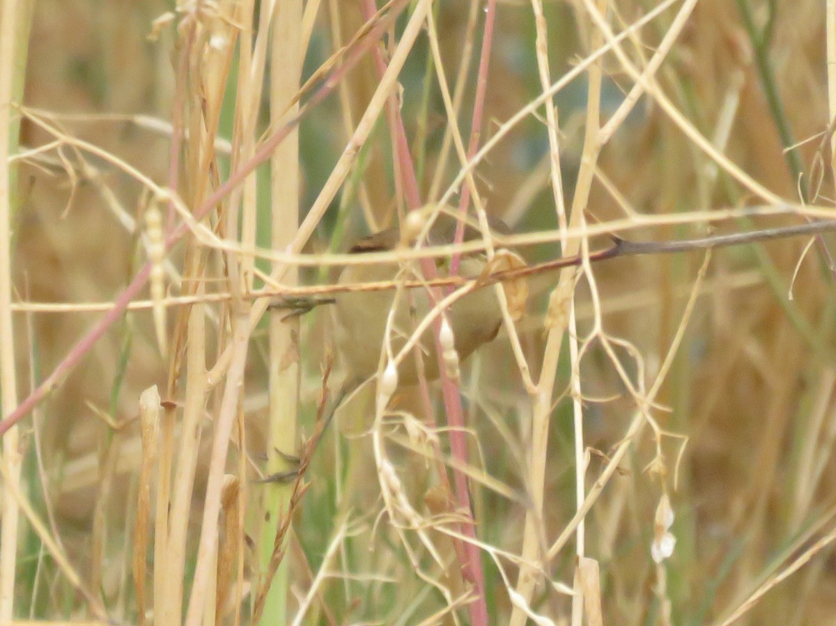 Rousserolle effarvatte - ML644449861